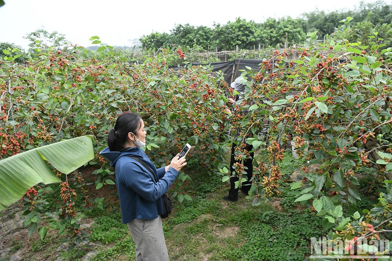 With sustainability in mind, many households in Hiep Thuan have adopted organic farming practices, using agricultural by-products and combining with experiential tourism to enhance product value. The mulberry tree not only brings income but also serves as a cultural bridge, connecting agriculture with local heritage.