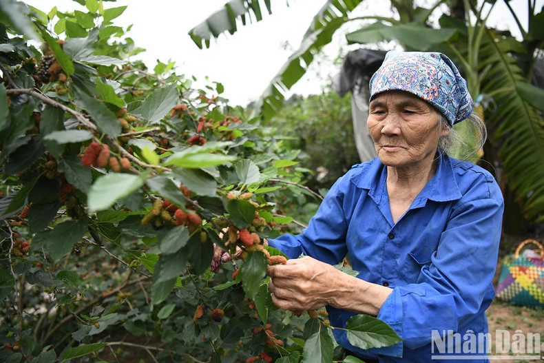 Nguyen Thi Te, 75, from Hiep Thuan Hamlet 2, shared that her family has been cultivating their garden for more than ten years. The fruits began ripening 15 days ago, and so far they have sold around 1.5 tonnes of fruit. With about a month left in the harvest, she expects to earn over 50 million VND this season.
