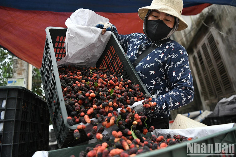 Meanwhile, To Hoa Phuong from Ba Vi, who has been in the mulberry trading business for nearly ten years, noted that Phuc Tho mulberries are beautiful fruit with a pleasantly sweet taste, and are easy to preserve, making them highly popular in the market. Consumer demand for this type of produce is very high.