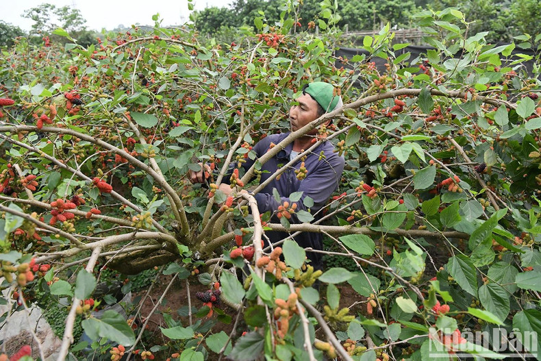 The well-cared-for Mulberry trees at Lan’s orchard provide lush shade.