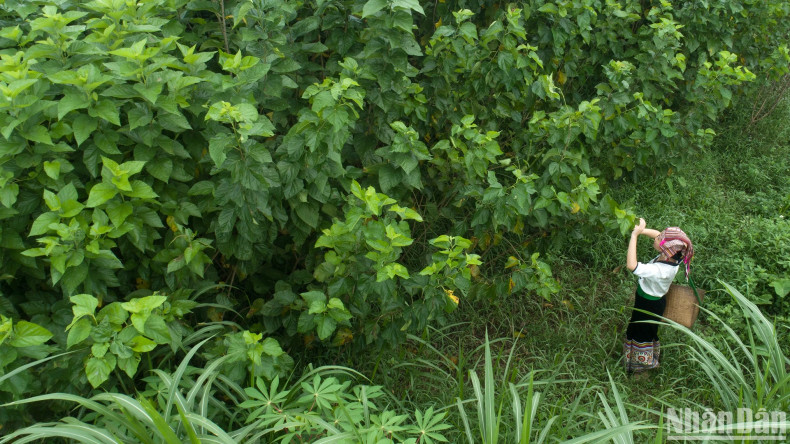 Vibrant mulberry beds in Hoa Tien Village. (Photo: VU LINH)