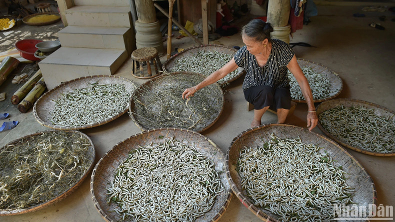 Reviving sericulture in Hoa Tien. (Photo: VU LINH)