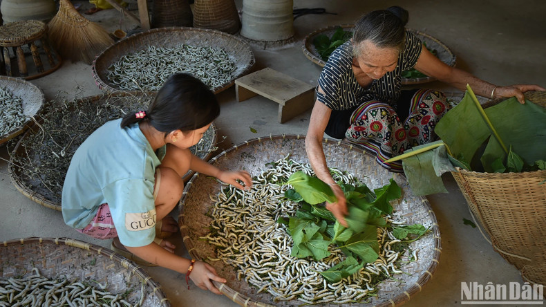 Feeding silkworms with mulberry leaves. (Photo: VU LINH)