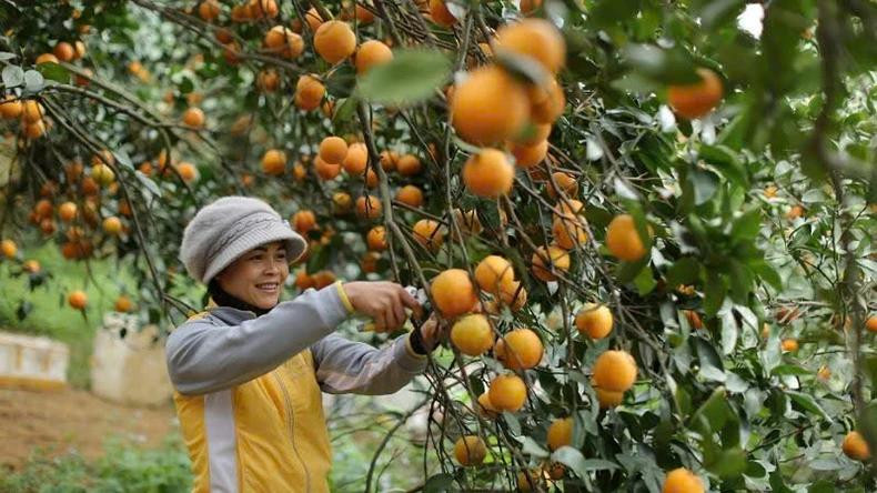 Cao Phong oranges are one of Hoa Binh province’s key agricultural products.(Photo: AN THANH DAT)