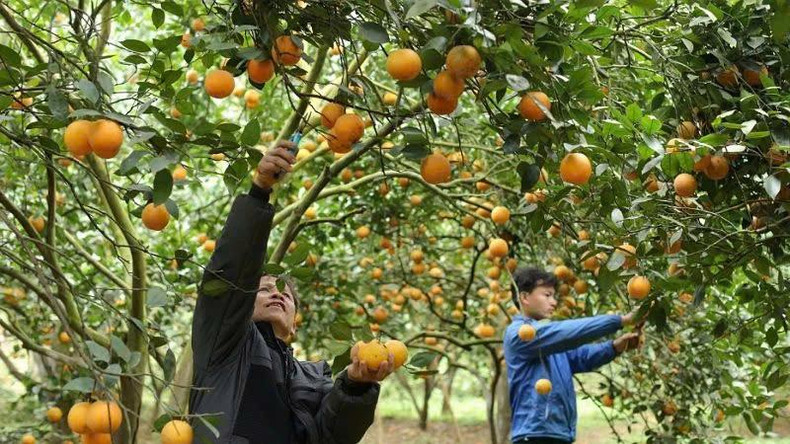 The experiential orange orchard model by 3T Farm Agricultural Cooperative in Cao Phong, Hoa Binh. (Photo: AN THANH DAT)