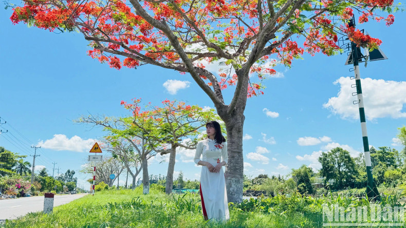 Visitors stroll beneath the vibrant summer flamboyant in 2025.