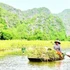 On Tam Coc fields, there are boats taking tourists for sightseeing, and the boats carry the joy of a golden harvest season.