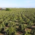 Many gardeners in Binh Thuan province use LED lights to grow dragon fruit.