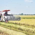 Farmers in An Giang Province harvest rice grown under the model of the 1 million hectare low-emission rice project. (Photo: Quoc Trinh)