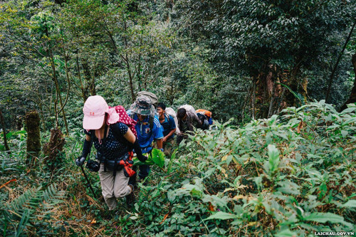 Visitors passing through an ancient forest during their trek to Pu Ta Leng Peak (Photo: laichau.gov.vn)