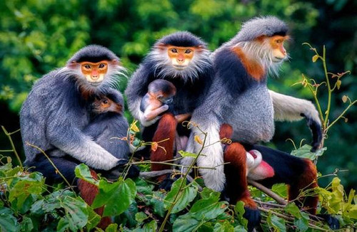 A picture entitled ‘Brown-shanked douc langur’ by Da Nang-based photographer Huynh Van Truyen. A picture entitled ‘Brown-shanked douc langur’ by Da Nang-based photographer Huynh Van Truyen.