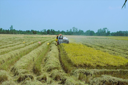 The project will be implemented in 2024 in 12 provinces of the Mekong Delta, targeting to have 719,000ha of high-quality rice by 2025 and over one million ha by 2030.