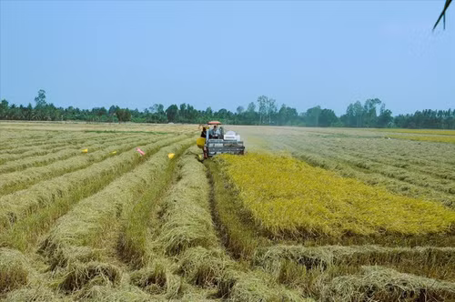The project will be implemented in 2024 in 12 provinces of the Mekong Delta, targeting to have 719,000ha of high-quality rice by 2025 and over one million ha by 2030.