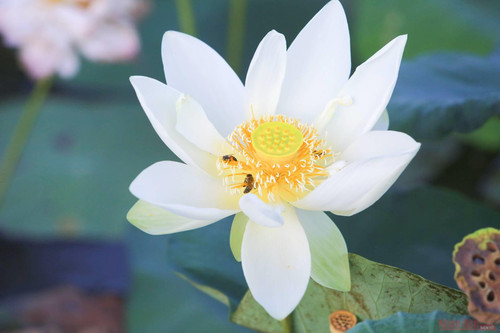 There are nearly 20 different varieties of white lotus at the centre There are nearly 20 different varieties of white lotus at the centre