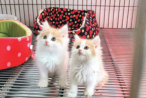 The special guests of poet Nguyen Bao Sinh. The special guests of poet Nguyen Bao Sinh.