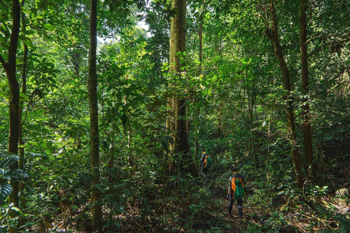 Tourists trekking under the canopy of ancient trees as part of Ba cave deep jungle expedition (Photo: oxalisadventure.com)