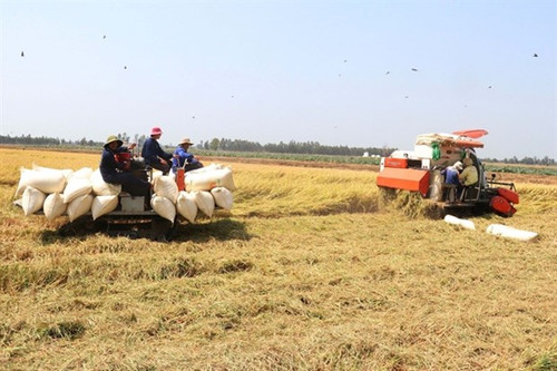 Vietnam ships 36.15 million SGD (26.55 million USD) worth of rice in the first three months of 2024 (Photo: VNA) Vietnam ships 36.15 million SGD (26.55 million USD) worth of rice in the first three months of 2024 (Photo: VNA)