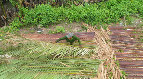 Nipa palms must be harvested in March or August, then they are soaked in water and left to dry. (Photo: VNA) Nipa palms must be harvested in March or August, then they are soaked in water and left to dry. (Photo: VNA)