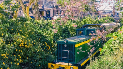 Passengers on the Da Lat - Trai Mat train route can immerse themselves in the flower fields, the rows of cherry blossom trees (Photo: chiakiindalat) Passengers on the Da Lat - Trai Mat train route can immerse themselves in the flower fields, the rows of cherry blossom trees (Photo: chiakiindalat)