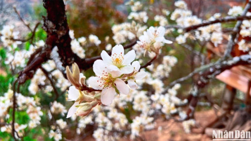 ‘Son tra’ flower has five ivory white petals and yellow pistils