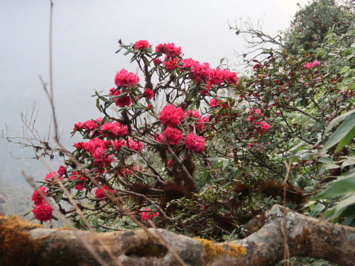 Azalea flowers blooming along the trek to Putaleng Mount Azalea flowers blooming along the trek to Putaleng Mount