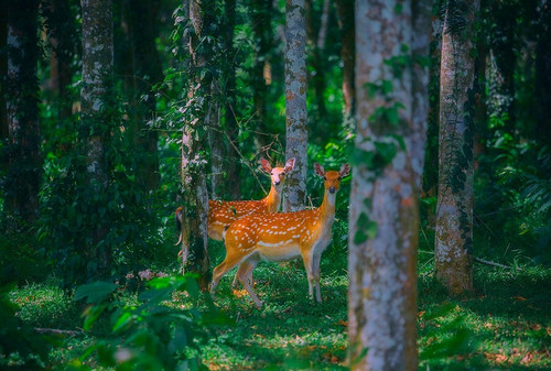 During the trip, visitors can watch animals such as sika deers and deers, and diverse insects. (Photo: Cuc Phuong National Park) During the trip, visitors can watch animals such as sika deers and deers, and diverse insects. (Photo: Cuc Phuong National Park)