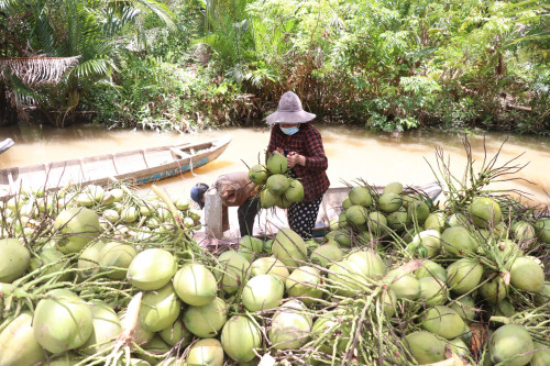 Farmers harvest coconut in Ben Tre province. (Photo: VNA) Farmers harvest coconut in Ben Tre province. (Photo: VNA)