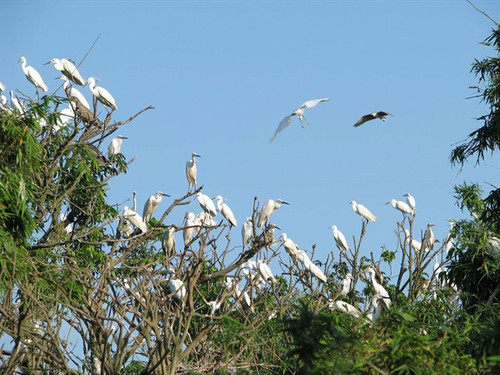 Chi Lang Nam Stork Island is home to about 18,000 storks and 8,000 herons. (Photo: vietnamtourism.gov.vn)