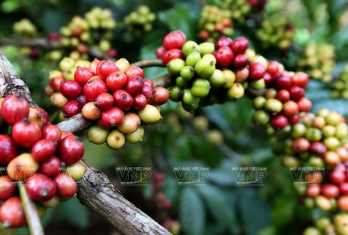The rise in Arabica prices opens up opportunities for Vietnamese Robusta to penetrate the Swedish market more deeply. (Photo: Vietnam Pictorial)