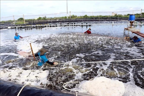 Hi-tech shrimp farming in Soc Trang (Photo: VNA) Hi-tech shrimp farming in Soc Trang (Photo: VNA)