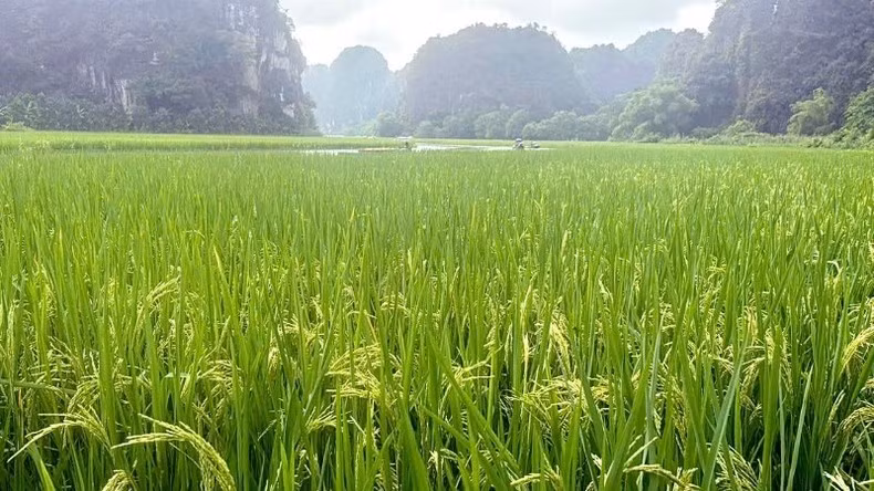 The Thai Xuyen rice variety selected for the large-scale artwork in Tam Coc is currently being carefully tended to ensure optimal growth. The Thai Xuyen rice variety selected for the large-scale artwork in Tam Coc is currently being carefully tended to ensure optimal growth.