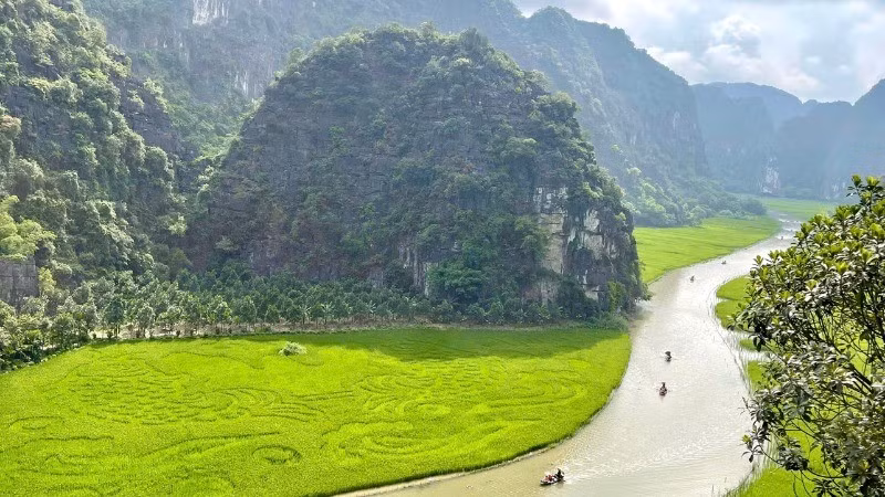 The Tam Coc rice fields in Ninh Binh are currently attracting great interest from tourists.