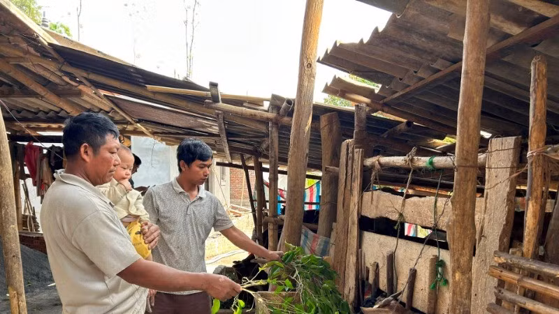 The family of Lo Van Yen in Bo Ma Village, Nong Lay Commune, Thuan Chau District, Son La Province, takes care of livestock with support from the poverty reduction program.
