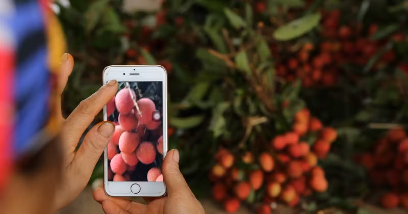 Vietnamese lychee (Photo by THANH DAT)