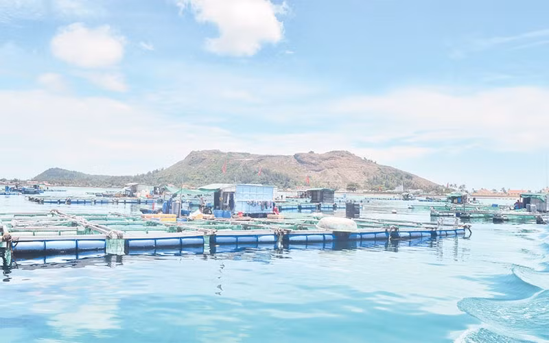 Aquaculture farming cages in the sea along the island bring high economic efficiency for local people in Ly Son, Quang Ngai.