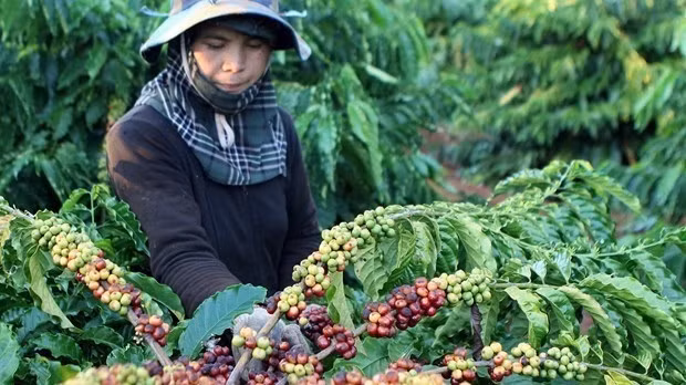 Illustrative image (Photo: VNA)