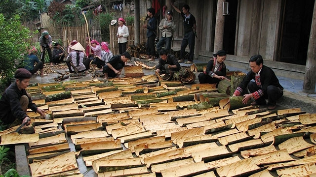 Cinnamon becomes the tree lifting people out of poverty in Yen Bai. (Illustrative image). (Photo: Thanh Son - Duc Khai)