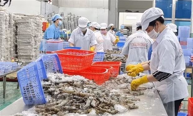 Workers at a shrimp processing factory in Vietnam (Photo: VNA)