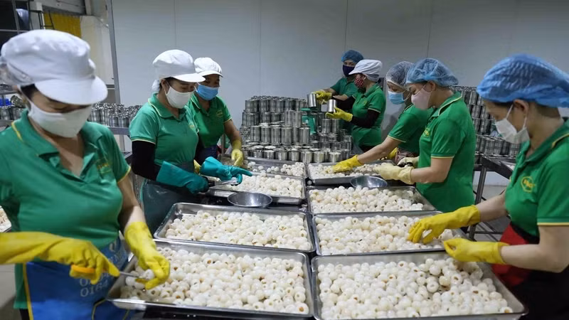 Processing fresh lychees for export at Vifoco (Photo: VNA)