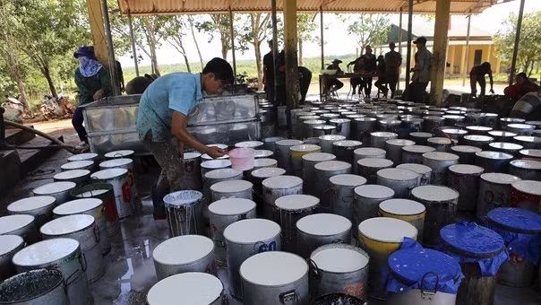 At Quang Tri Rubber Co., Ltd (Photo: VNA)