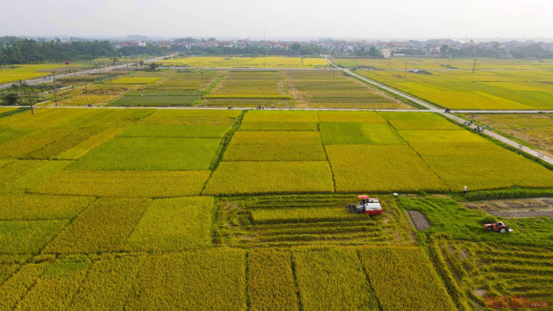 Ripening rice season in the sweltering summer sun