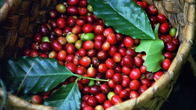India has suspended the import of some Vietnamese products, including coffee bean.
