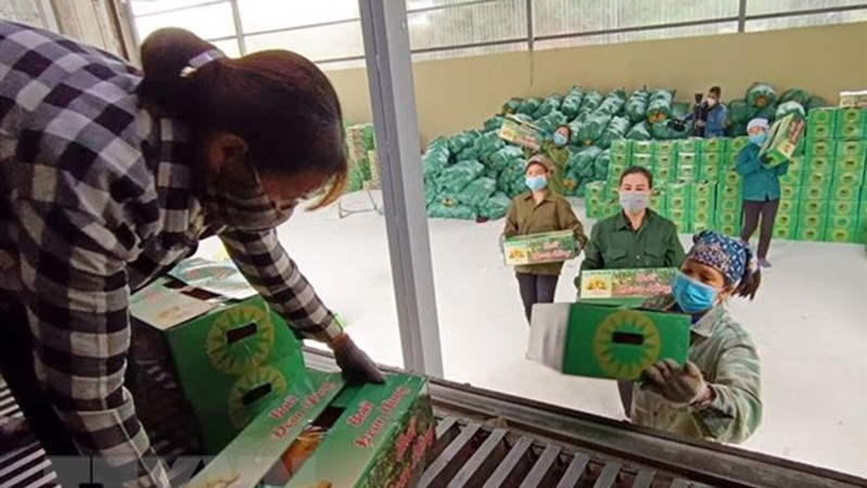 Pomelos are being loaded onto a container for export.