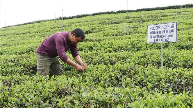 Technical staff of Thinh An Tea Cooperative inspect pests and diseases in the intensive tea area operating under VietGap standards. Photo: Hoang Nguyen/VNA
