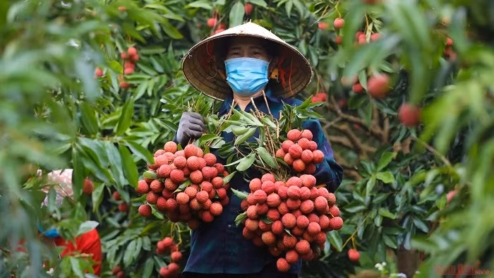 Luc Ngan lychee of Bac Giang province is protected geographical indication in Japan. (Photo: NDO/Ha Nam)
