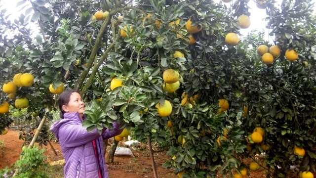 Gender equality policies have been increasingly rolled out to empower rural women. (Photo: NDO)