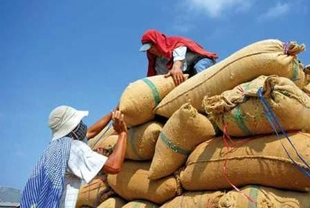 Rice exports exceed 460,000 tonnes in March