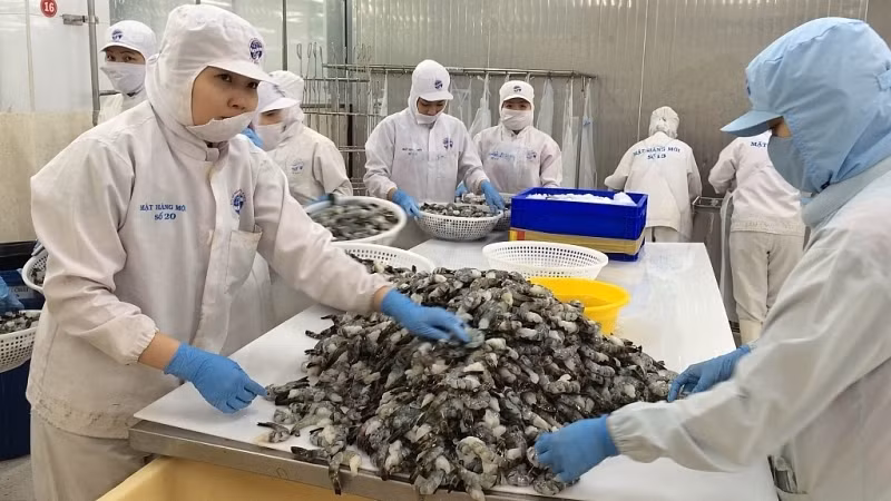 Vietnam's shrimp export revenue in June hit nearly US$402 million, bringing the six-month figure to US$1.7 billion, up 13 percent year-on-year. (Illustrative image/N.Hue)