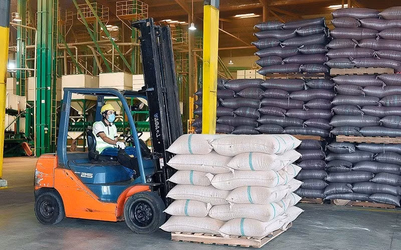 Coffee of Vinh Hiep Co., Ltd. (Gia Lai Province) meets export standards to the European market.