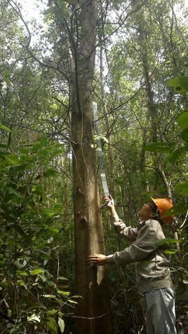 Forexco receives forest management certification